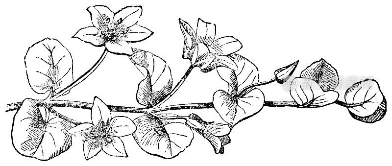 金钱子花(Lysimachia Nummularia)分支- 19世纪